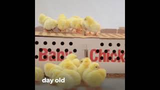 Backyard Chickens  Hyline Brown Day old to 8 weeks update [upl. by Einaffit217]