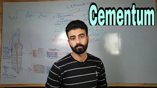 cementum 1  oral histology  عزت شومان [upl. by Anilehcim]