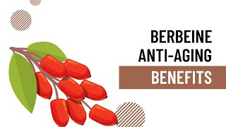 Berberine Anti Aging Benefits  How Does Berberine Affect Aging Pathways and How Can You Use It [upl. by Hui]