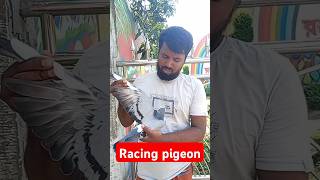 Resar kabutar Racer pigeonpigeon [upl. by Karney]