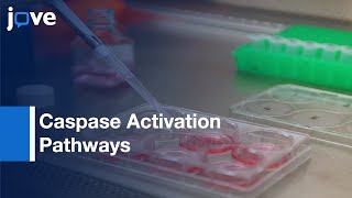 Caspase Activation Pathways Analysis by BiFC Assay  Protocol Preview [upl. by Ennail]