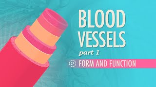 Blood Vessels Part 1  Form and Function Crash Course Anatomy amp Physiology 27 [upl. by Levins]