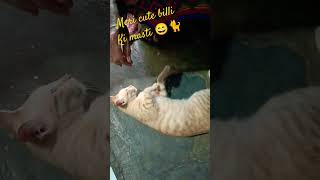 Meri Cute kitty ki Masti Funny funnyvideo😄😄 [upl. by Htyderem]