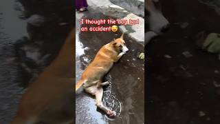 StreetDogRescue ViralVideo DogCare AnimalRescue DogMedicine PetRescue InstaDogs DogHealing [upl. by Nileve]