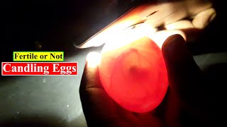 Candling Chicken Eggs  Candling Eggs Fertile or Not  Birds and Animals Planet [upl. by Selma]