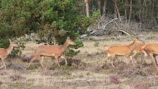 Edelherten op de Hoge Veluwe 16 9 2023 [upl. by Anala]