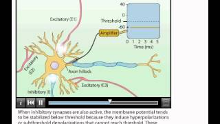 Animation Summation of Postsynaptic Potentials [upl. by Illil234]