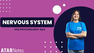 Nervous System  VCE Psychology 3amp4 [upl. by Otreblaug]