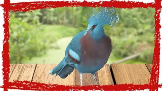 Victoria Crowned Pigeon Goura victoria Call amp Sound  Victoria Crowned Pigeon Video [upl. by Garaway154]