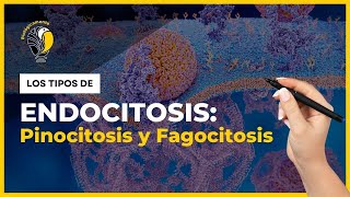 ENDOCITOSIS 🧠 Fagocitosis pinocitosis y endocitosis mediada por receptores 🔥 [upl. by Lozano]