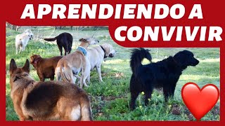 ¿Cómo SOCIALIZAR un PERRO ADULTO 👍  NORMAS BÁSICAS DE CONVIVENCIA ✅ [upl. by Chantal]