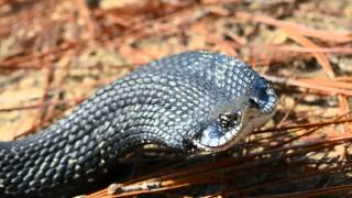 Harmless Eastern Hognose Snake quotthreatquot dispaly [upl. by Rooney]