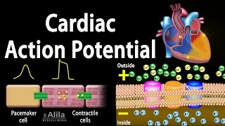 Cardiac Action Potential Animation [upl. by Arza]