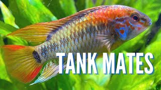 Top 10 Tank Mates for Apistogramma Cichlids [upl. by Dehnel]