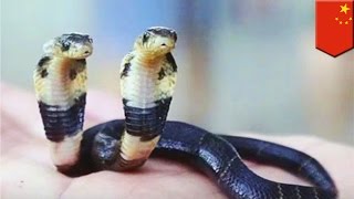 Insolite  un zoo adopte un cobra à deux têtes en Chine [upl. by Jed]