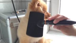 Pomeranian falls asleep while getting brushed [upl. by Eph]