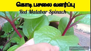 கொடி பசலை வளர்ப்புkodi pasalai keerai valarpathu epadiRed Malabar Spinach growth [upl. by Enerual]