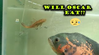 MY ALBINO PLECO FISH WITH MY GAINT OSCAR😥😥😥  HOW WILL OSCAR REACT FISH WORLD [upl. by Wadesworth]