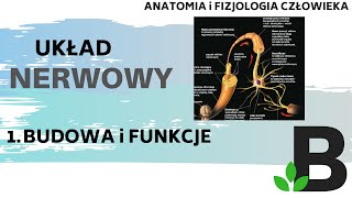 Budowa i funkcje układu NERWOWEGO  układ nerwowy  Anatomia człowieka  KOREPETYCJE z BIOLOGII 306 [upl. by Lenod]