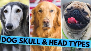 Different Dog Head and Skull Types  Brachycephalic Mesocephalic and Dolichocephalic [upl. by Edurtreg275]