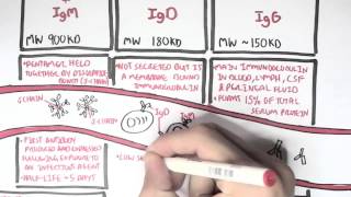 Immunology  Antibodies Function [upl. by Kalindi]