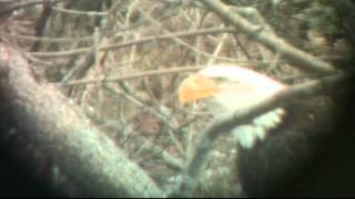 WILDLIFE IDENTIFYING BALD EAGLE IN FLIGHT [upl. by Longfellow950]