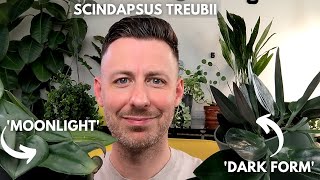 Scindapsus Treubii houseplant care [upl. by Luane920]