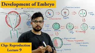 Fertilization amp Embryogenesis  Zygote  Morula  Blastocyst  Implantation  Development  Chorion [upl. by Willard723]