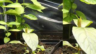 Kratom Mitragyna speciosa 1 Month of Growth Time Lapse [upl. by Rubma]