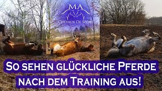 Meine 3 PFERDE im TRAINING  MA Chevaux De Sport [upl. by Oirtemed13]