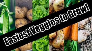 Top 6 Easy To Grow Vegetables For BeginnersSEED TO HARVEST [upl. by Ellehcem938]