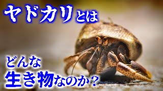 ヤドカリとはどんな生き物なのか？／その生態や習性について【ゆっくり解説】 [upl. by Ander670]