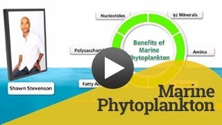 Marine Phytoplankton  BeWellBuzzcom [upl. by Marne]