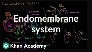 Endomembrane system  Structure of a cell  Biology  Khan Academy [upl. by Anaujit15]