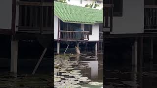 Animal rescue monitor lizard gets entangled by its neck in Bangkok [upl. by Arag]