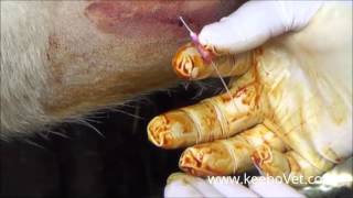 Large Abscess In Farm Cows Watch How Veterinarian Helps Animals By Draining It [upl. by Leinto]