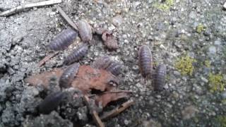 Prosionek szorstki  Porcellio scaber  Rough woodlouse [upl. by Gnurt433]