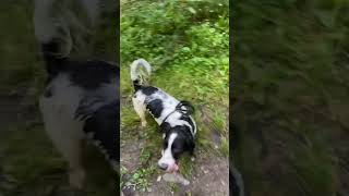 Springer Spaniel was too excited today finding this basin to jump into waterdog springerspaniel [upl. by Tlevesoor]