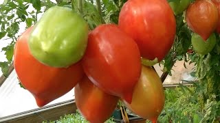 Aquaponic DWC Tomatoes  Part 1 [upl. by Kamillah]