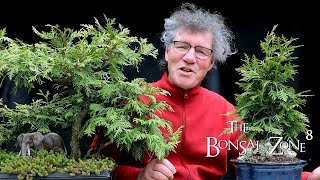 Pruning My Thuja Group Plantings Part 1 The Bonsai Zone May 2021 [upl. by Asilak182]