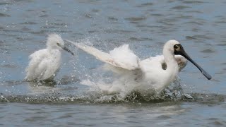 노랑부리백로와 저어새의 목욕 Chinese Egret and Blackfaced Spoonbill Taking a Bath [upl. by Vola]