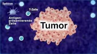 Mit Immunzellen gegen Krebs [upl. by Helve]