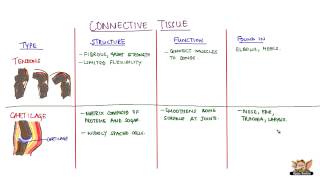 ConnectiveTissues  Tendons Cartilage Areolar and Adipose [upl. by Sigler]