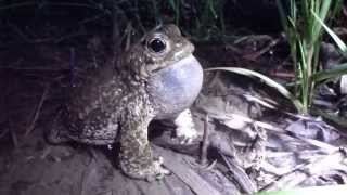 Chant de Crapaud calamite Bufo calamita [upl. by Langdon]