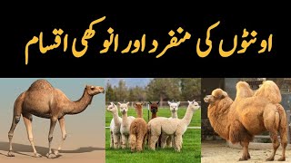 Camels Species found in the World  Dromedary Camel  Bacterian Camel  Llama  Guanaco etc [upl. by Wilt]