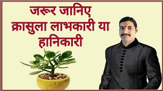 CRASSULA PLANT  क्रासुला का पौधा  जरूर जानिए क्रासुला लाभकारी या हानिकारी [upl. by Ahsiuqel]