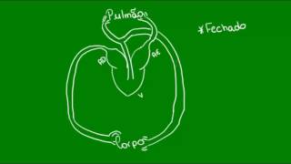 Sistema circulatório dos Anfíbios  Vertebrados  Biologia [upl. by Tinor]