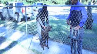 Dutch shepherd aggressive barking as a deterrent training [upl. by Paddie]