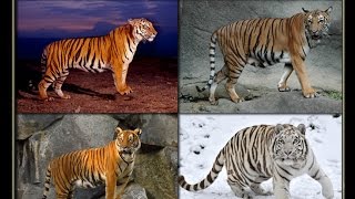 4 Tiger Species  free Quiz Game [upl. by Knute]