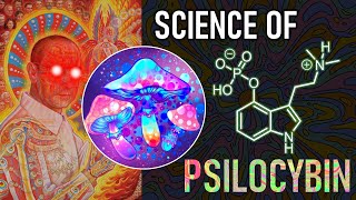 Psilocybin Synthesis in 4 Steps amp How Magic Mushrooms Rewire Brain Networks Psychedelic Science [upl. by Rother]